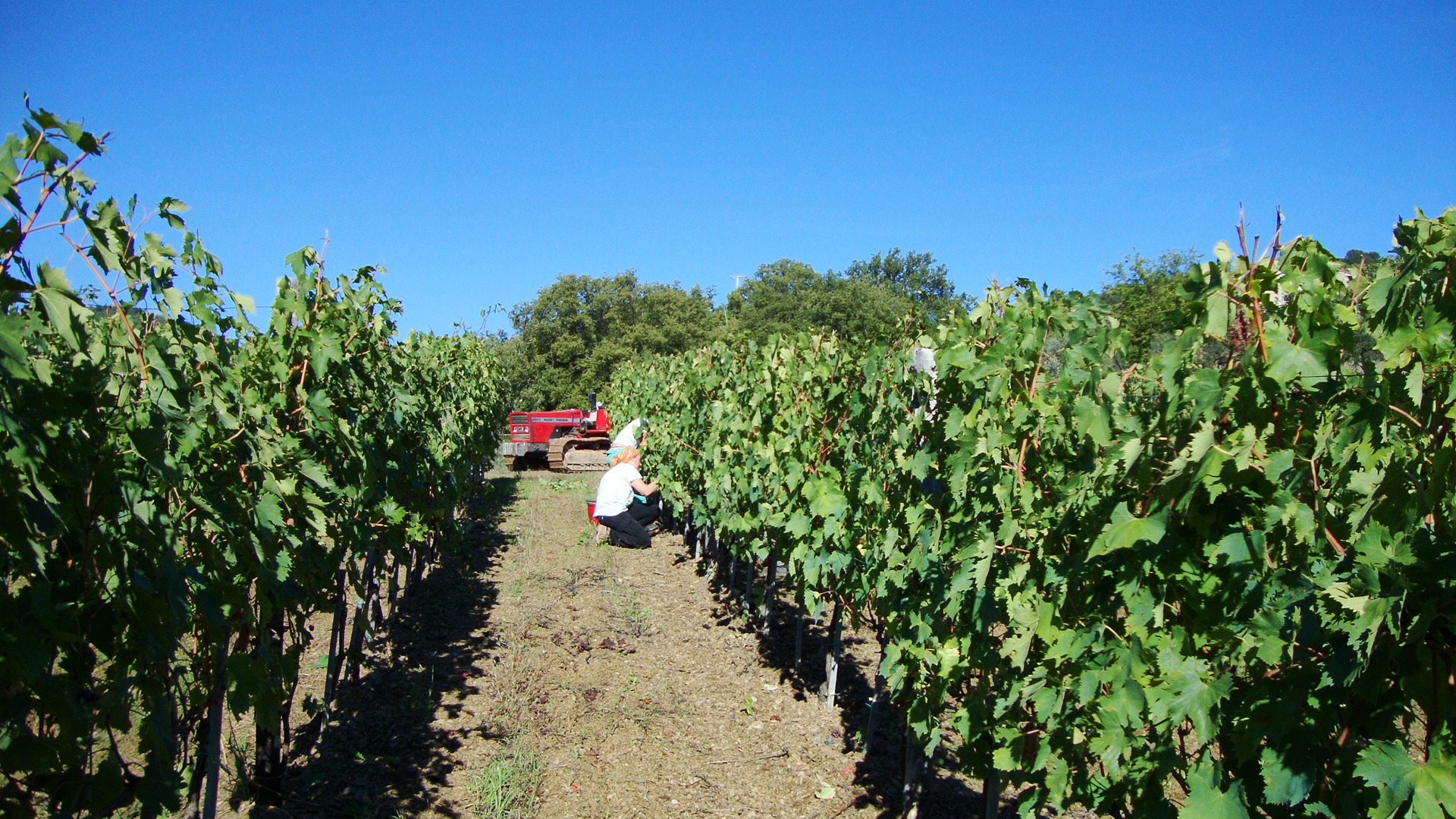 Azienda Agricola, Chianti