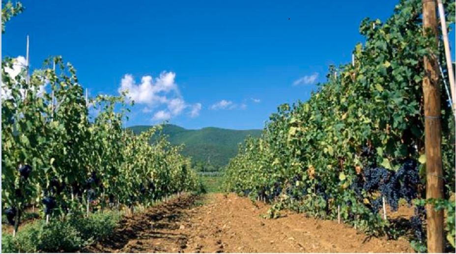 Farm in Grosseto